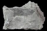 Graptolite (Dictyonema) Plate - Rochester Shale, NY #68903-1